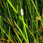 Eleocharis elegans Leaf