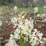 Orchis provincialisFloare