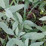 Salvia officinalis Folha