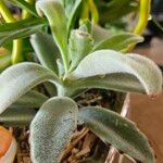 Kalanchoe tomentosa Folha