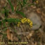 Sisymbrium strictissimum Flower