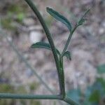 Ptychotis saxifraga Leaf