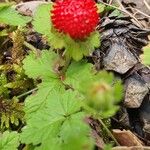 Potentilla indicaFruit