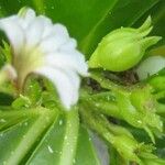 Scaevola taccada फूल