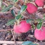 Cotoneaster microphyllus Frukto