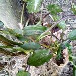 Echinodorus grandiflorus Folha