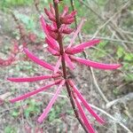 Erythrina herbacea Flower