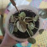 Peperomia albovittata Ліст