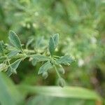 Scoparia dulcis List