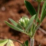 Trifolium leucanthum Other