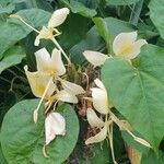 Hedychium flavescens Blomst