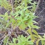 Aloysia citriodora Blad