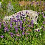 Penstemon procerus Çiçek