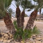 Chamaerops humilis Blad