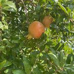 Punica granatum Fruit