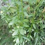 Erigeron annuus Leaf