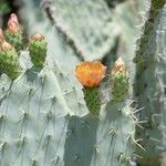 Opuntia littoralis List