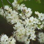 Prunus cocomilia Květ