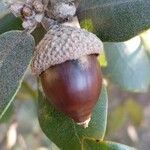 Quercus ilex Fruit