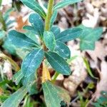 Euphorbia amygdaloides Hostoa