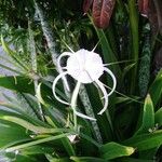 Hymenocallis littoralis Virág
