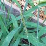 Digitaria ciliaris Blatt