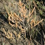 Salicornia stricta 果実