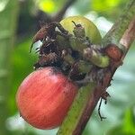 Coffea canephora Fruit