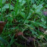 Ranunculus repens Leaf