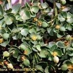 Euphorbia seguieriana Otro