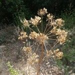 Angelica atropurpurea Λουλούδι