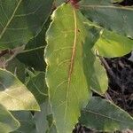 Laurus nobilis Leaf