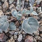 Eriogonum deflexum List