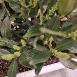 Prunus laurocerasus Blatt