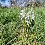 Ornithogalum nutans Агульны выгляд