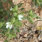 Cerastium dichotomum Other