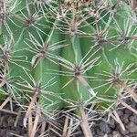 Ferocactus herrerae Habitatea