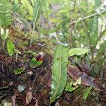 Elaphoglossum macropodium Vekstform