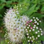 La Spiraea japonica 'Shirobana'Flor