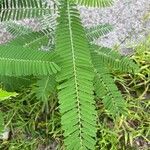 Sesbania herbacea Leaf