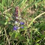 Ajuga reptansКветка