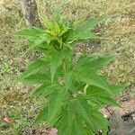 Helianthus giganteus Blad