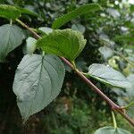 Rhamnus cathartica Leaf