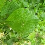 Crataegus punctata Leaf