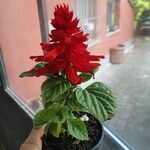 Salvia splendens ফুল