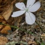 Dianthus gyspergerae Flower
