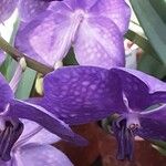 Vanda coerulea Λουλούδι