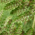 Dryopteris dilatata Leaf