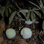 Passiflora cirrhiflora Fruit