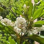 Clethra arborea 花